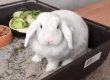 Kaninchen Felix sucht ein neues Zuhause / © 2019 Privat
