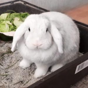 Kaninchen Felix sucht ein neues Zuhause / © 2019 Privat Kaninchen Felix sucht ein neues Zuhause / © 2019 Privat