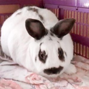 Kaninchen Panda sucht ein neues Zuhause / © 2019 Privat Kaninchen Panda sucht ein neues Zuhause / © 2019 Privat