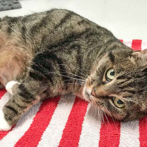 Kätzin Oma Tini / © 2018 Arche KaNaum (DN)