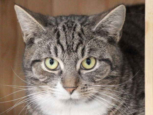 Kater Elmo / © 2019 Arche KaNaum (DN)