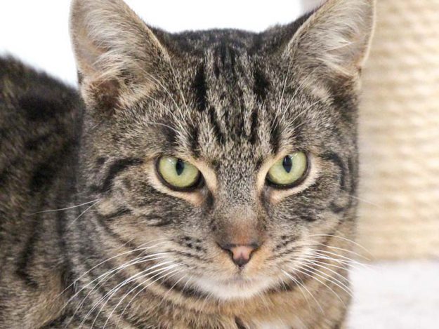 Kater Emil / © 2019 Arche KaNaum (DN)