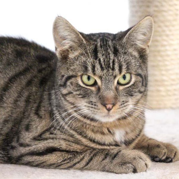 Kater Emil  / © 2019 Arche KaNaum (DN) Kater Emil / © 2019 Arche KaNaum (DN)