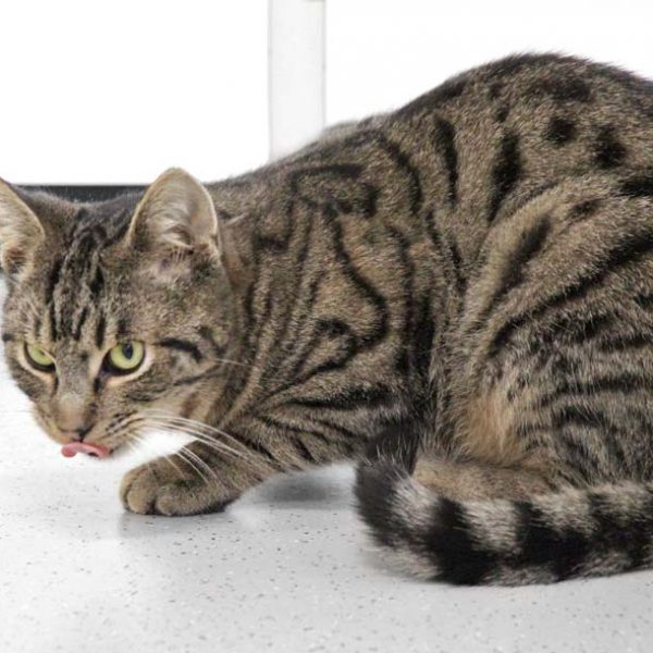 Kater Emil  / © 2019 Arche KaNaum (DN) Kater Emil / © 2019 Arche KaNaum (DN)