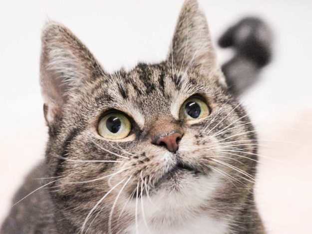 Kätzin Oma Tini / © 2019 Arche KaNaum (DN)