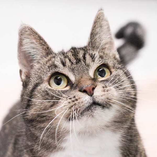 Kätzin Oma Tini / © 2019 Arche KaNaum (DN)