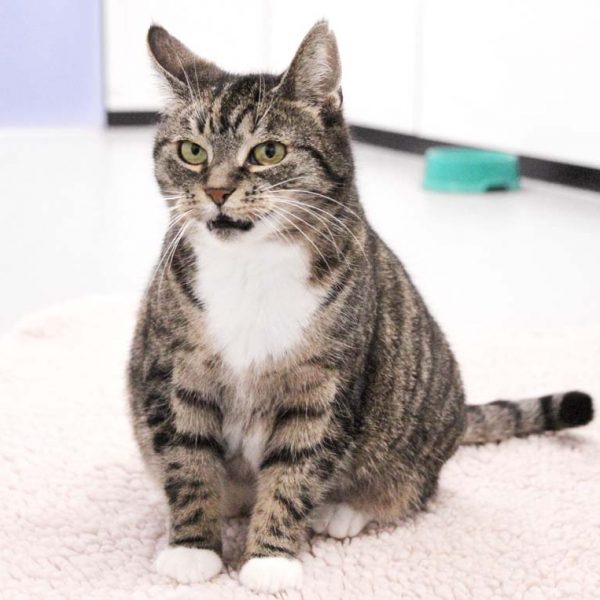 Kätzin Oma Tini / © 2019 Arche KaNaum (DN)