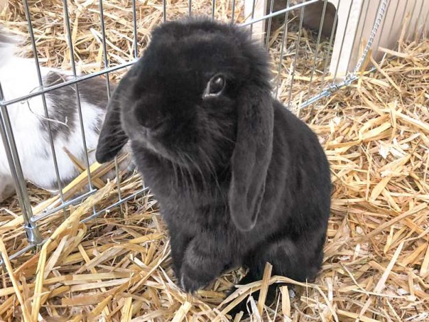 Kaninchenhäsin Britta / © 2019 Arche KaNaum (AE)