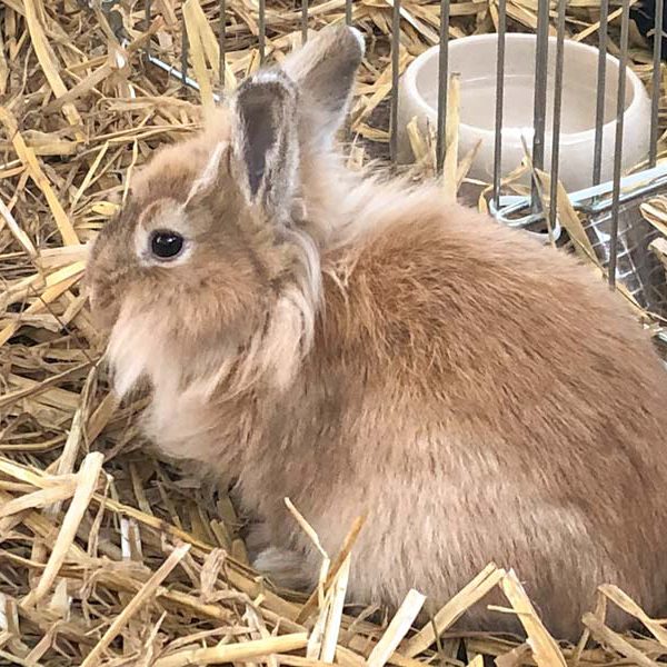 Kaninchenhäsin Bunny / © 2019 Arche KaNaum (AE)
