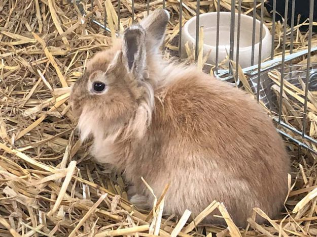 Kaninchenhäsin Bunny / © 2019 Arche KaNaum (AE)