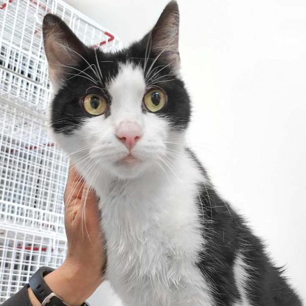 Kater Bonifaz bei seiner Ankunft / © 2019 Arche KaNaum (DN)