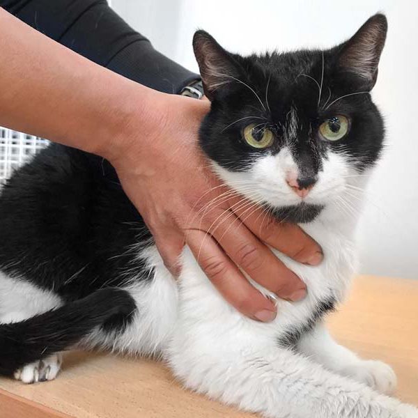 Kätzin Charlotte bei ihrer Ankunft / © 2019 Arche KaNaum (DN)