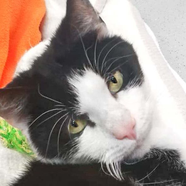 Kater Bonifaz / © 2019 Arche KaNaum (DN)