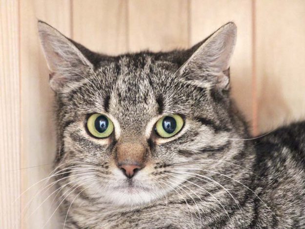 Kätzin Lea / © 2019 Arche KaNaum (DN)