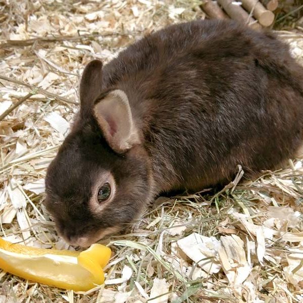 Kaninchen-Häsin Tina / © 2017 Arche KaNaum (NH)