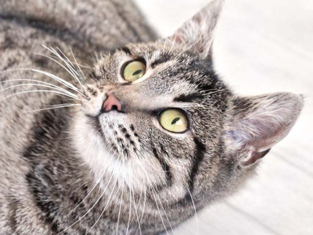 Kätzin Primavera / © 2019 Arche KaNaum (DN)