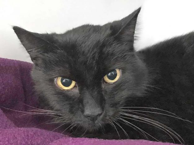 Kater Timmy / © 2019 Arche KaNaum (DN)