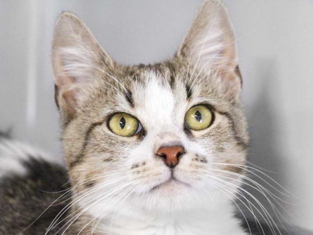 Kater James Bond / © 2019 Arche KaNaum (DN)