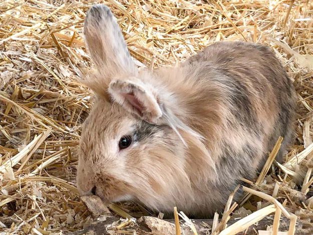 Kaninchenbock Ares / © 2019 Arche KaNaum (AE)