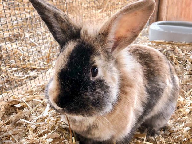 Kaninchenhäsin Fluse / © 2019 Arche KaNaum (AE)