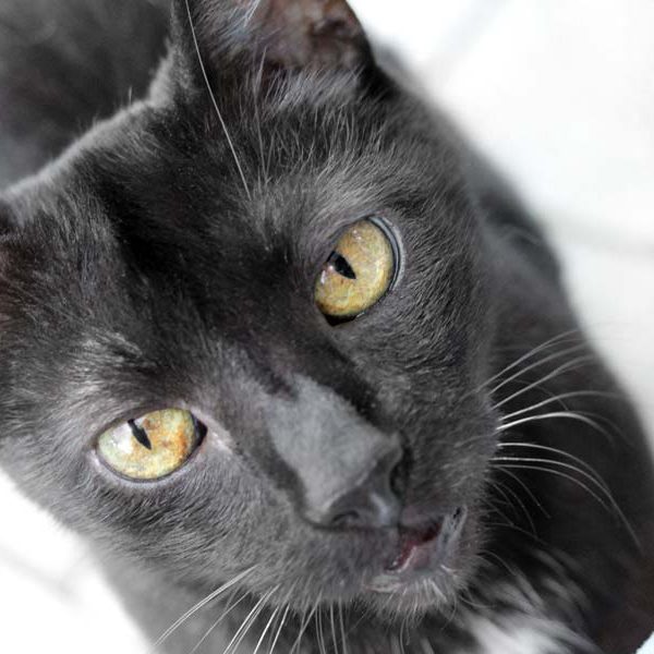 Kater Opa Günther / © 2019 Arche KaNaum (DN)