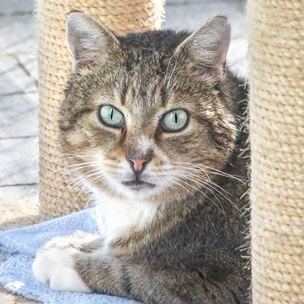 Kater Louis / © 2020 Arche KaNaum (DN)