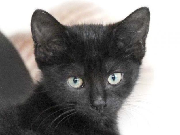 Kätzin Beauty / © 2019 Arche KaNaum (DN)