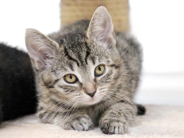 Kätzin Lexie / © 2019 Arche KaNaum (DN)