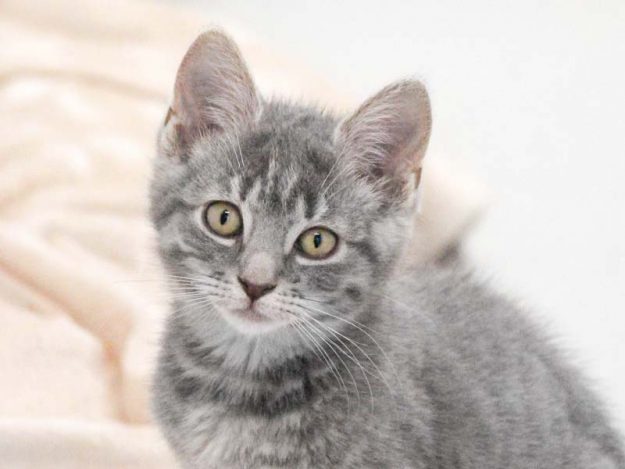 Kater Little Leo / © 2019 Arche KaNaum (DN)