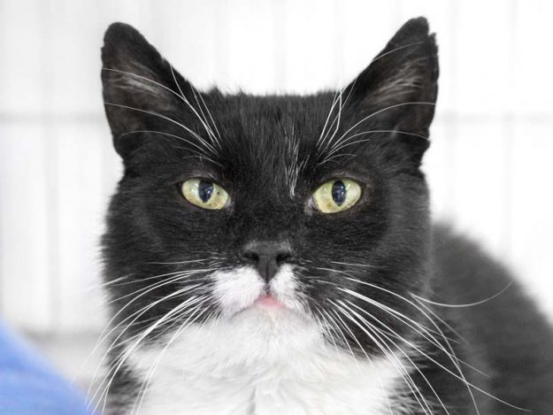 Kater Franziskus / © 2019 Arche KaNaum (DN)