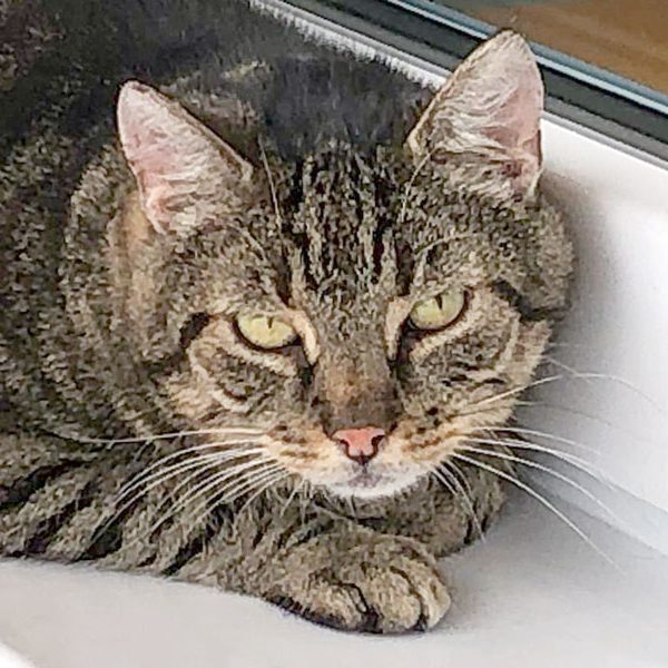 Kater Pius / © 2019 Arche KaNaum (AE) Kater Pius / © 2019 Arche KaNaum (AE)