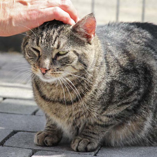 Kater Pius / © 2019 Arche KaNaum (DN) Kater Pius / © 2019 Arche KaNaum (DN)