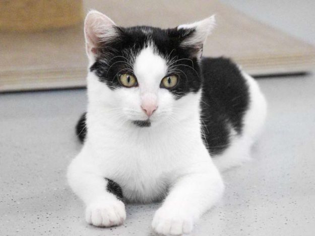 Kater Brian / © 2019 Arche KaNaum (DN)