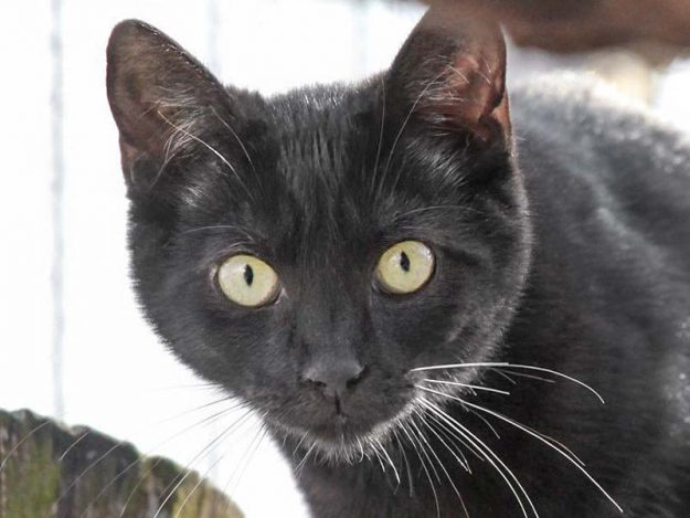 Kätzin Marcy / © 2019 Arche KaNaum (DN)