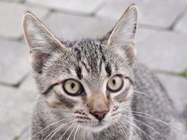 Kater Robin Hood / © 2019 Arche KaNaum (DN)