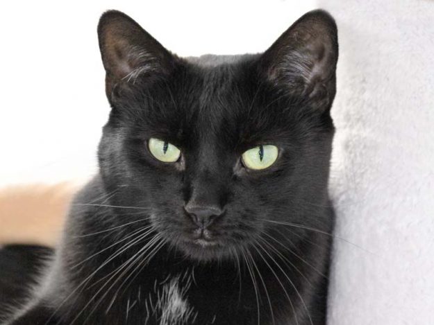 Kater Nero / © 2019 Arche KaNaum (DN)