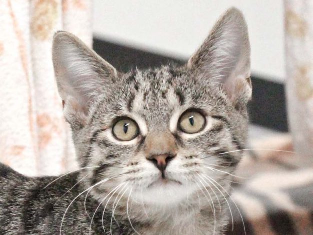 Kater Rumpel / © 2019 Arche KaNaum (DN)