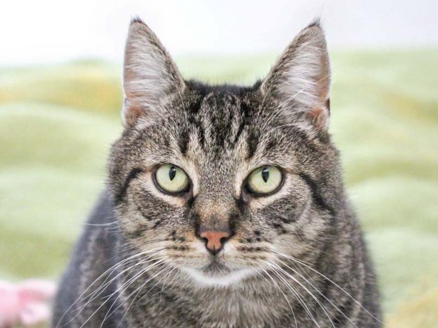 Kater Pius / © 2019 Arche KaNaum (DN)