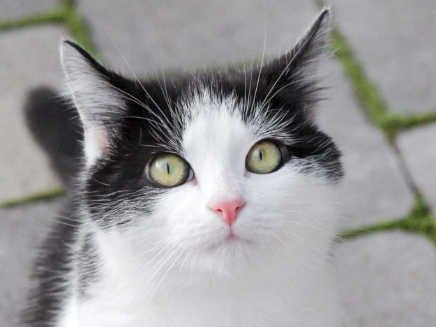 Kater Bruder Tuck / © 2019 Arche KaNaum (DN)