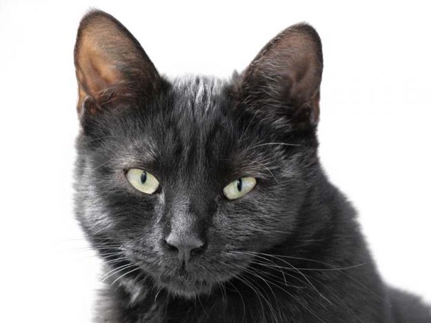 Kätzin Kamikaze / © 2019 Arche KaNaum (DN)