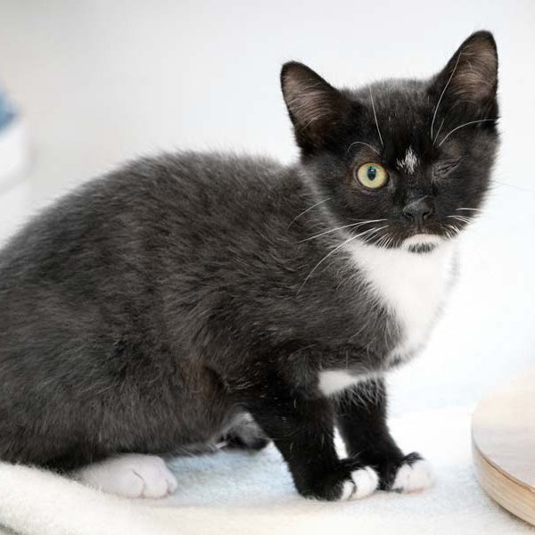 Kater Little John / © 2019 Arche KaNaum (NH)