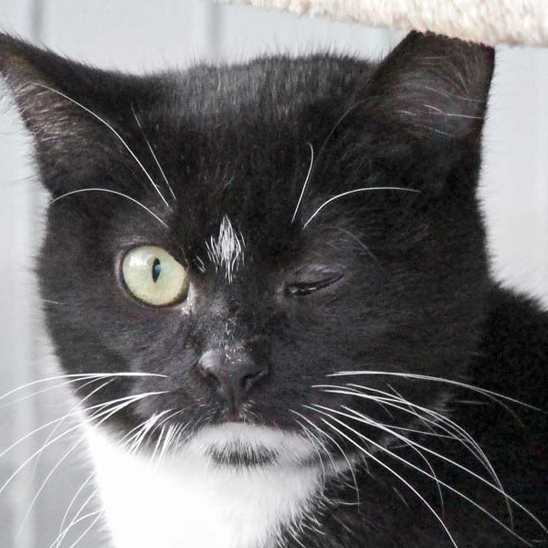 Kater Little John / © 2019 Arche KaNaum (DN)