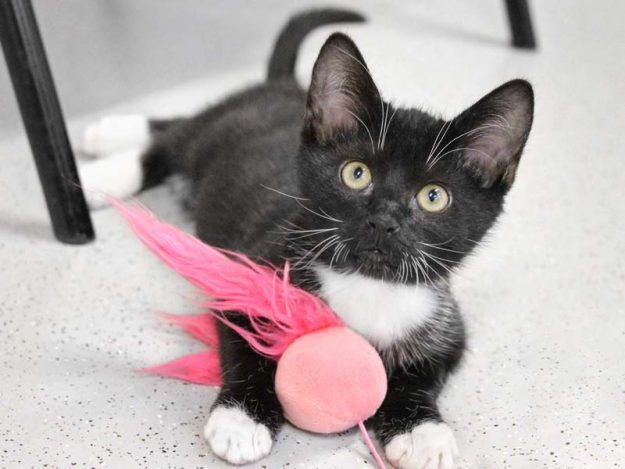 Kater Tao / © 2019 Arche KaNaum (DN)