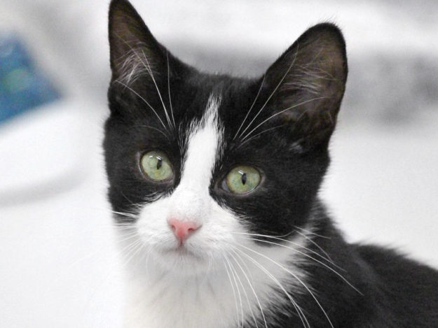 Kater Liam / © 2019 Arche KaNaum (DN)