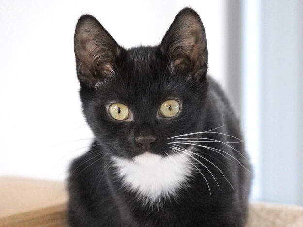 Kätzin Olivia / © 2019 Arche KaNaum (DN)