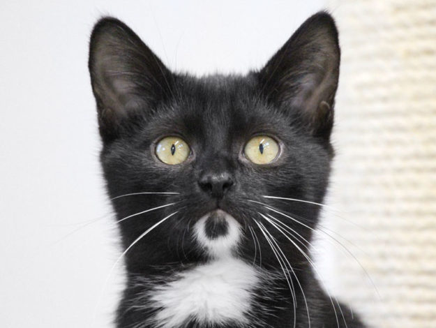 Kater Paul / © 2019 Arche KaNaum (DN)