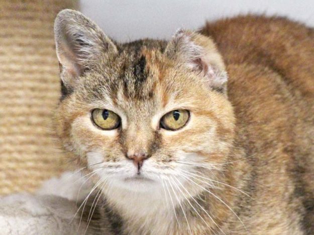 Kätzin Adele / © 2019 Arche KaNaum (DN)