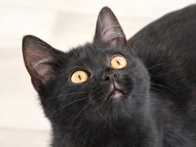 Kätzin Alessia / © 2020 Arche KaNaum (DN)