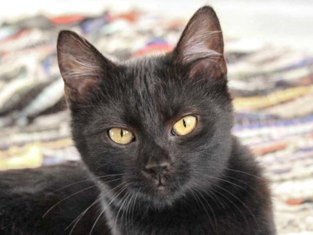 Kater Giovanni / © 2020 Arche KaNaum (DN)