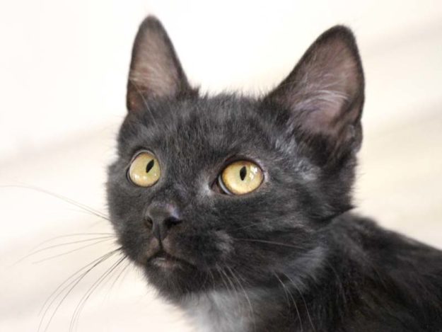 Kätzin Luca / © 2020 Arche KaNaum (DN)